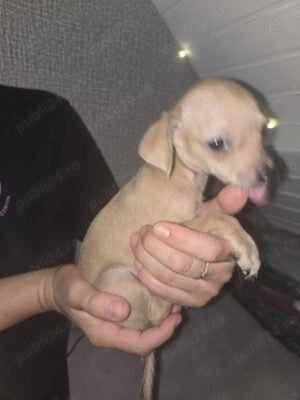 Rasa Toy pincher  născut in 16 mai masculin  - imagine 5 Rasa Toy pincher  născut in 16 mai masculin  - imagine 5