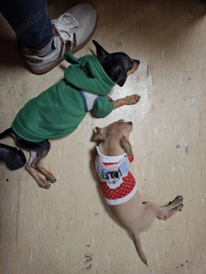 Rasa Toy pincher  născut in 16 mai masculin  - imagine 2 Rasa Toy pincher  născut in 16 mai masculin  - imagine 2