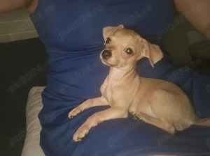 Rasa Toy pincher  născut in 16 mai masculin  - imagine 4 Rasa Toy pincher  născut in 16 mai masculin  - imagine 4