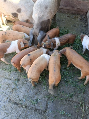 Vând purceii pentru mai multe detalii la telefon!! - imagine 3