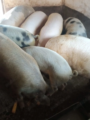 Porci de vânzare, vând porci cu greutate intre 100 și 250 kg. Pret 1 ron. - imagine 2