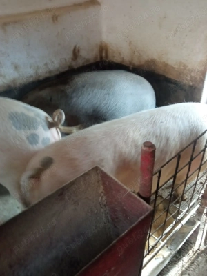Porci de vânzare, vând porci cu greutate intre 100 și 250 kg. Pret 1 ron. - imagine 3