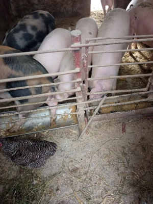 Porci de vânzare, vând porci cu greutate intre 100 și 250 kg. Pret 1 ron. - imagine 4