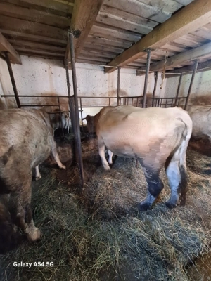 Vând vacă fătată din vara asta!