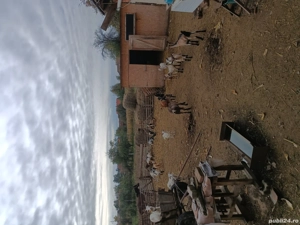 Vand capre  - imagine 2