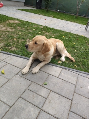 Vând cățea rasa Golden Retriever.