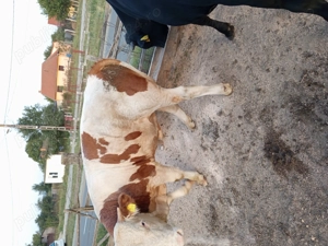 Vind vitei bălțați  - imagine 2 Vind vitei bălțați  - imagine 2