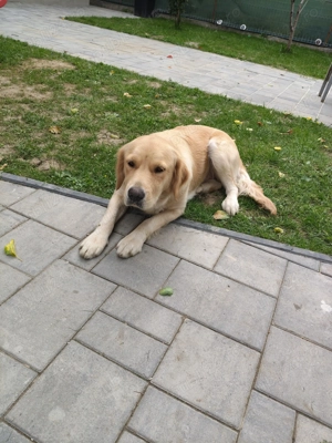 Vând cățea rasa Golden Retriever. - imagine 3