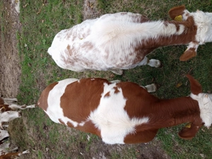 Vind vitei bălțați  - imagine 3 Vind vitei bălțați  - imagine 3