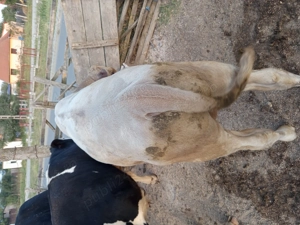 Vind vitei bălțați  - imagine 4 Vind vitei bălțați  - imagine 4