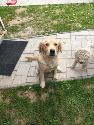 Vând cățea rasa Golden Retriever. - imagine 2