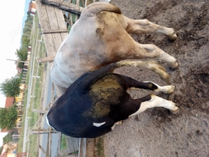 Vind vitei bălțați  - imagine 5 Vind vitei bălțați  - imagine 5