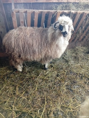 vind doua mieluțe și un berbecuți breaz