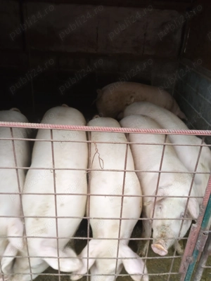 Vând porci  - imagine 2