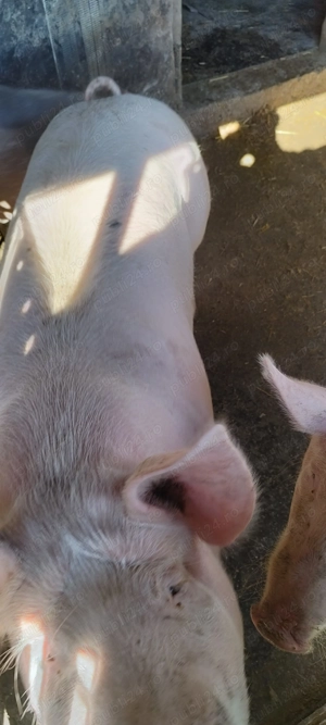 Vând porci pentru taiat  - imagine 3 Vând porci pentru taiat  - imagine 3
