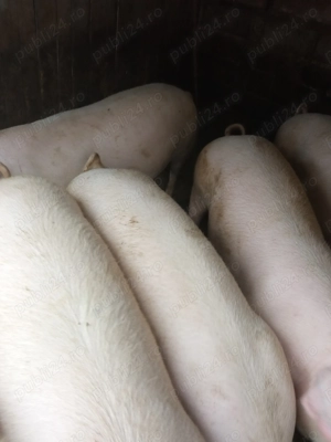 Vând porci  - imagine 3