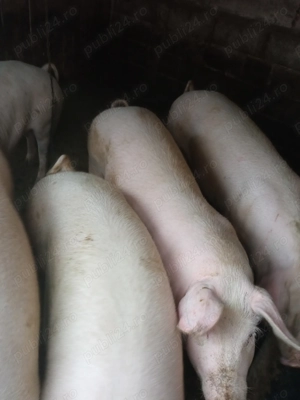 Vând porci  - imagine 4