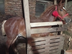 Vind minz in vârstă de 9 lunii 