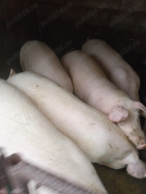 Vând porci  - imagine 5