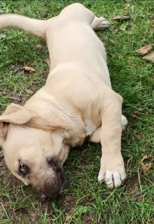 pentru adoptie Bucuresti - imagine 2 pentru adoptie Bucuresti - imagine 2