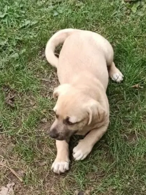 pentru adoptie Bucuresti