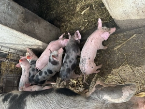 Vând purcei de 6 săptămâni 