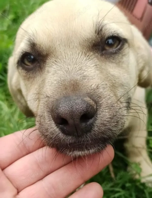 pentru adoptie Bucuresti - imagine 4 pentru adoptie Bucuresti - imagine 4