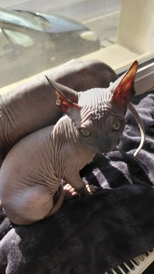 Pisicuta sfinx - imagine 5