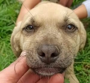 pentru adoptie Bucuresti - imagine 3 pentru adoptie Bucuresti - imagine 3