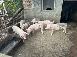 Vând porci       . 