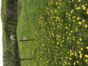 Casa de vacanta- Ozun, 30 km de Brasov - imagine 6