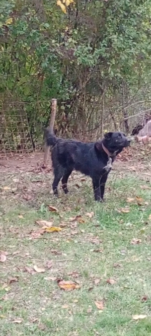 Ciobanesc corb, pereche