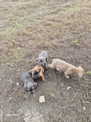  Cane corso 