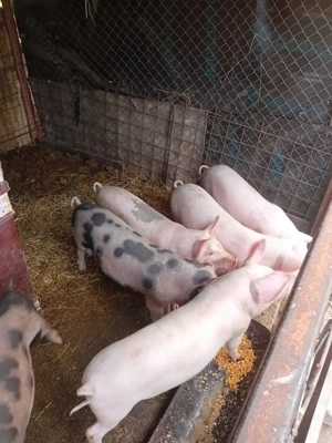 Purcei de 6 săptămâni. - imagine 2