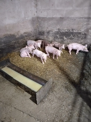 Purcei de vanzare - imagine 2 Purcei de vanzare - imagine 2