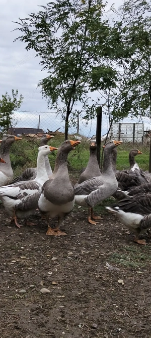 Păsări de curte , găini,pui  gâște