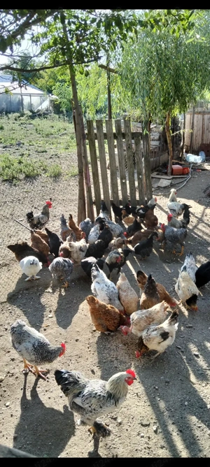 Păsări de curte , găini,pui  gâște  - imagine 2 Păsări de curte , găini,pui  gâște  - imagine 2