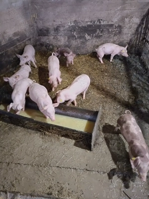 Purcei de vanzare - imagine 3 Purcei de vanzare - imagine 3