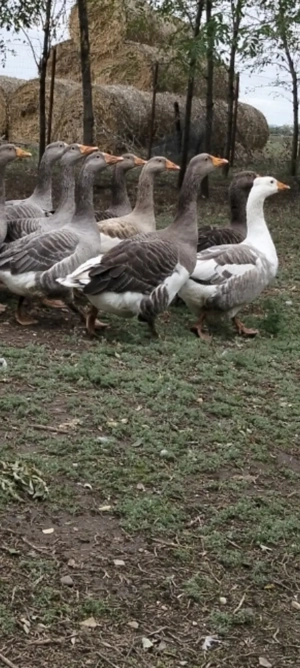 Păsări de curte , găini,pui  gâște  - imagine 3 Păsări de curte , găini,pui  gâște  - imagine 3