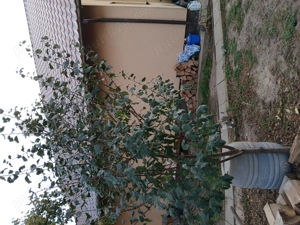 De vânzare,casa și gradina 3000m