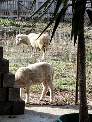 Oaie tânără cu miel