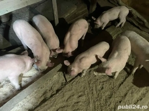 Purcei  - imagine 2 Purcei  - imagine 2