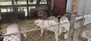 Vănd porci 