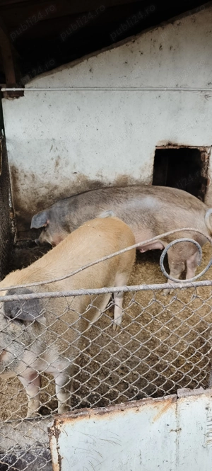 Vănd porci  - imagine 2