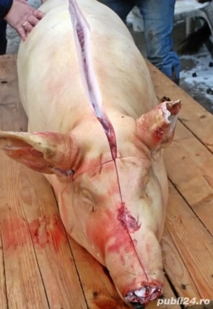 Porci Bio,crescuți în gospodărie proprie.  - imagine 3