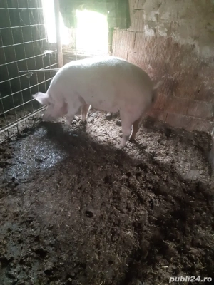 vand scroafa  - imagine 4 vand scroafa  - imagine 4