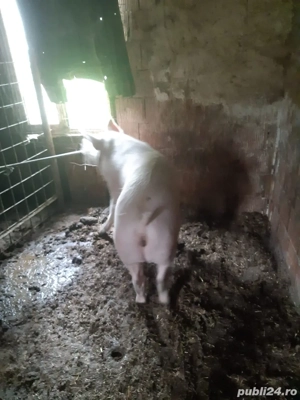 vand scroafa  - imagine 2 vand scroafa  - imagine 2