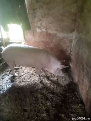 vand scroafa  - imagine 3 vand scroafa  - imagine 3