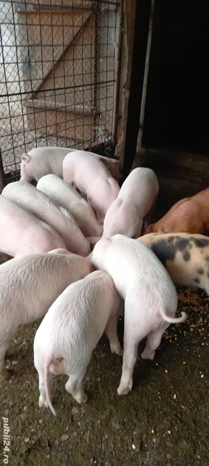 Purcei de vânzare, Cornereva - imagine 2 Purcei de vânzare, Cornereva - imagine 2