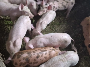 Vând purcei  !!! - imagine 2